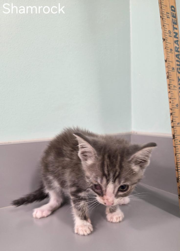 Shamrock, Adoptable, Kitten Female Domestic Short Hair.