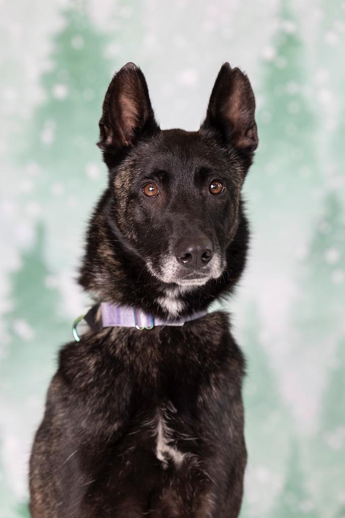 Enlarge Ava, a Adoptable Mixed Breed in Dearborn, MI image 1/3