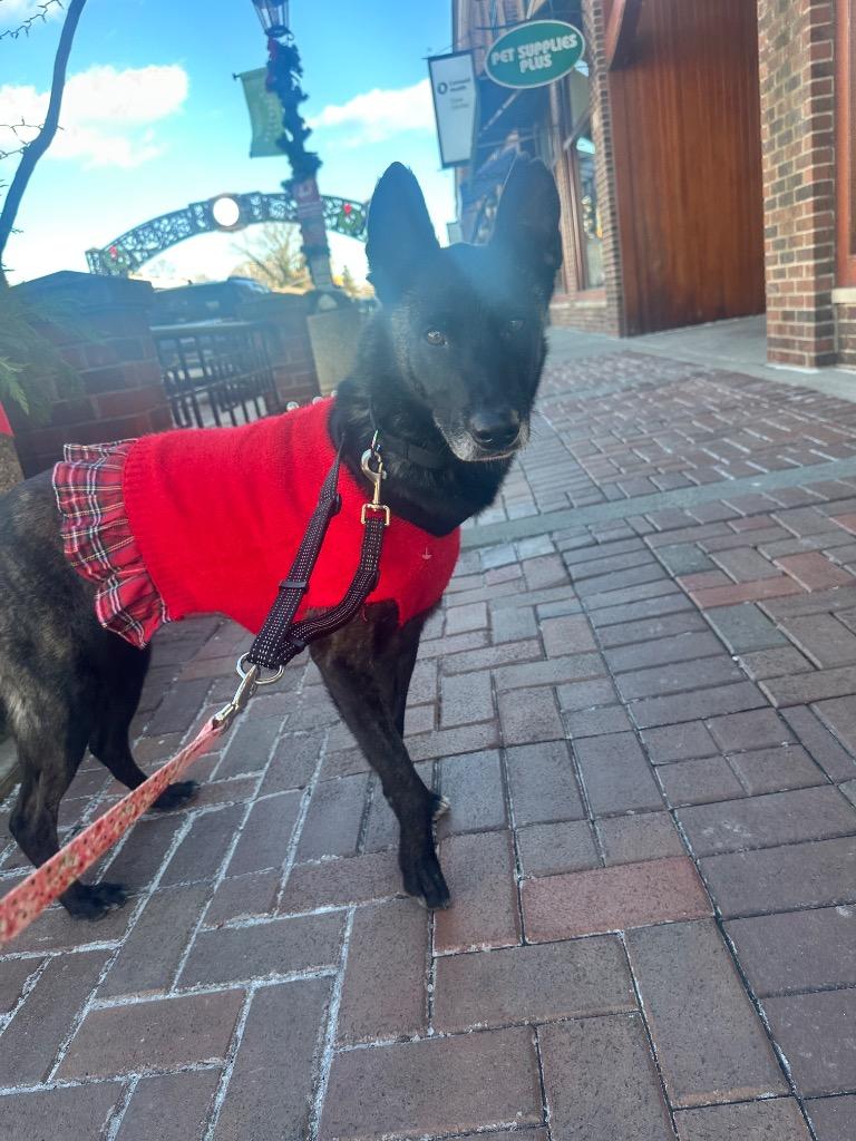 Enlarge Ava, a Adoptable Mixed Breed in Dearborn, MI image 3/3