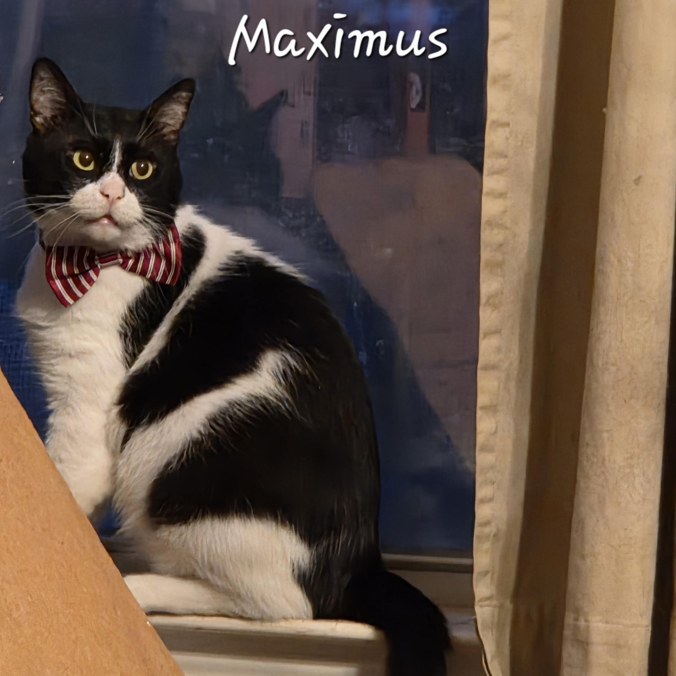 Maximus