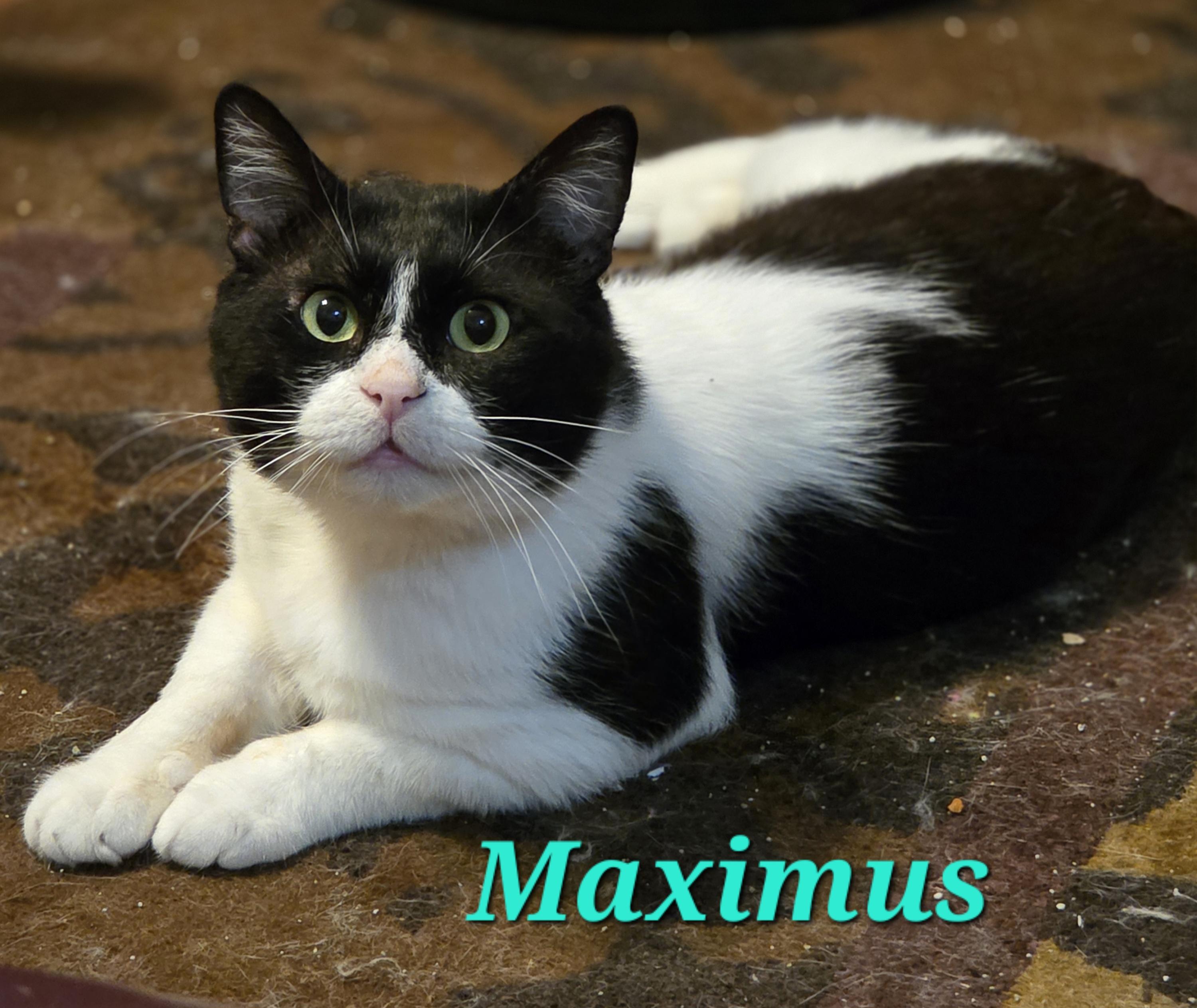 Maximus