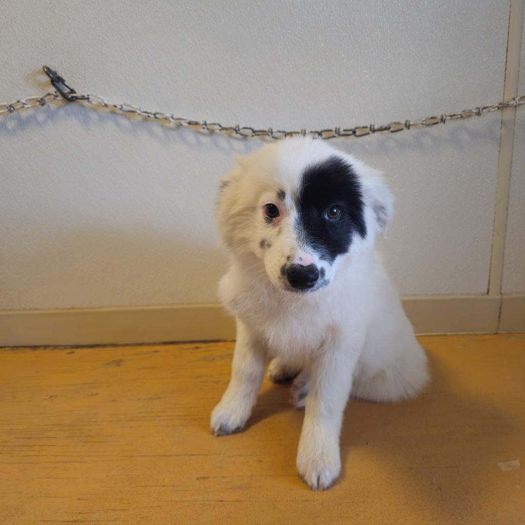 Aspen, Adoptable, Puppy Female Collie & Australian Shepherd.