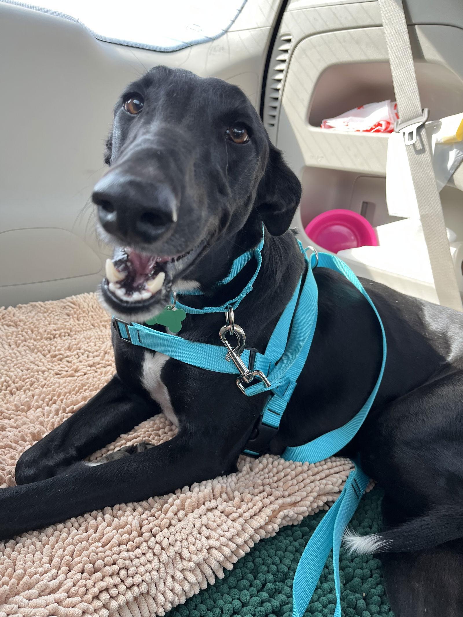 Pax, a Adoptable Greyhound in Kansas City, MO image 1/3