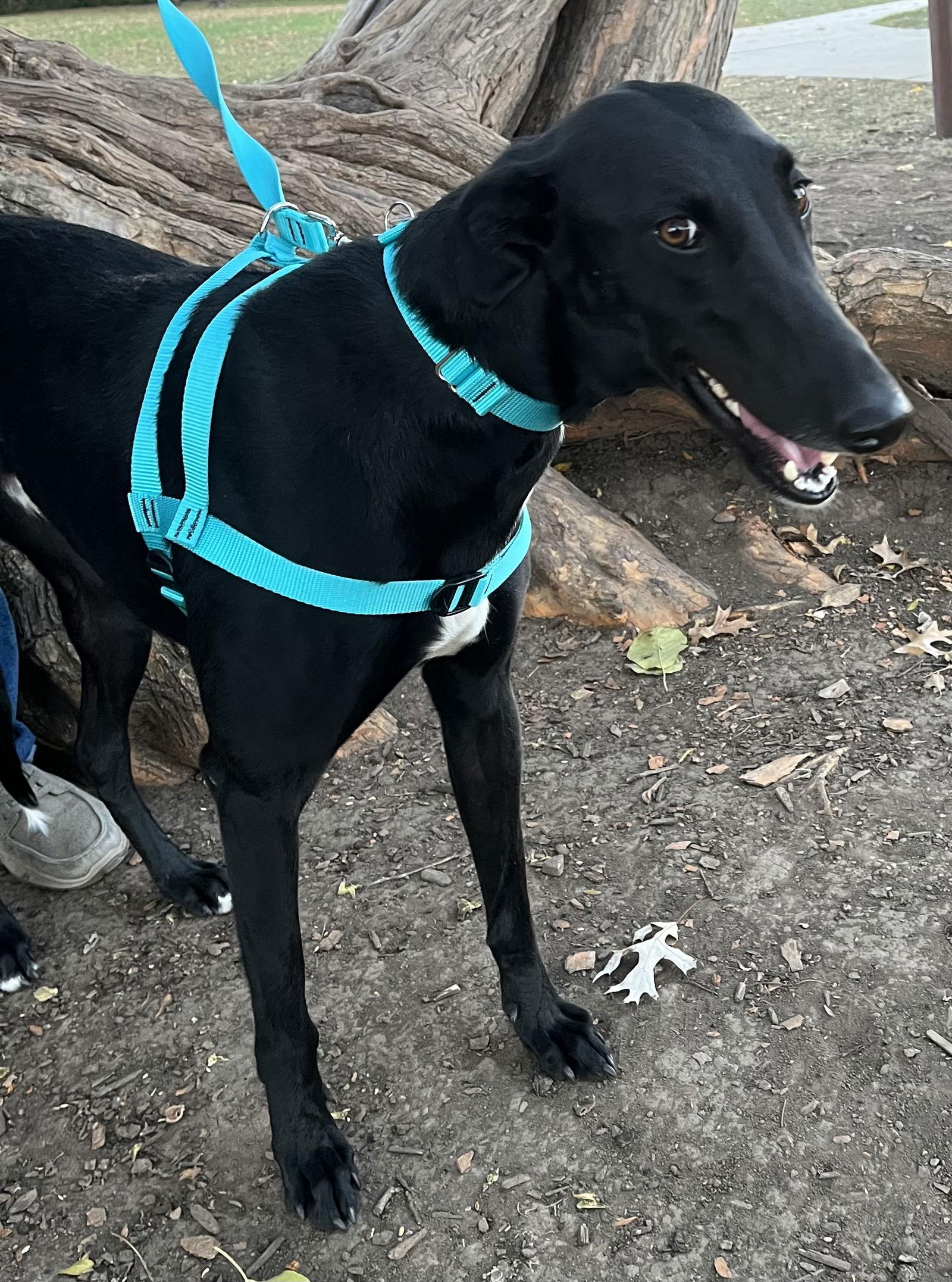 Pax, a Adoptable Greyhound in Kansas City, MO image 2/3
