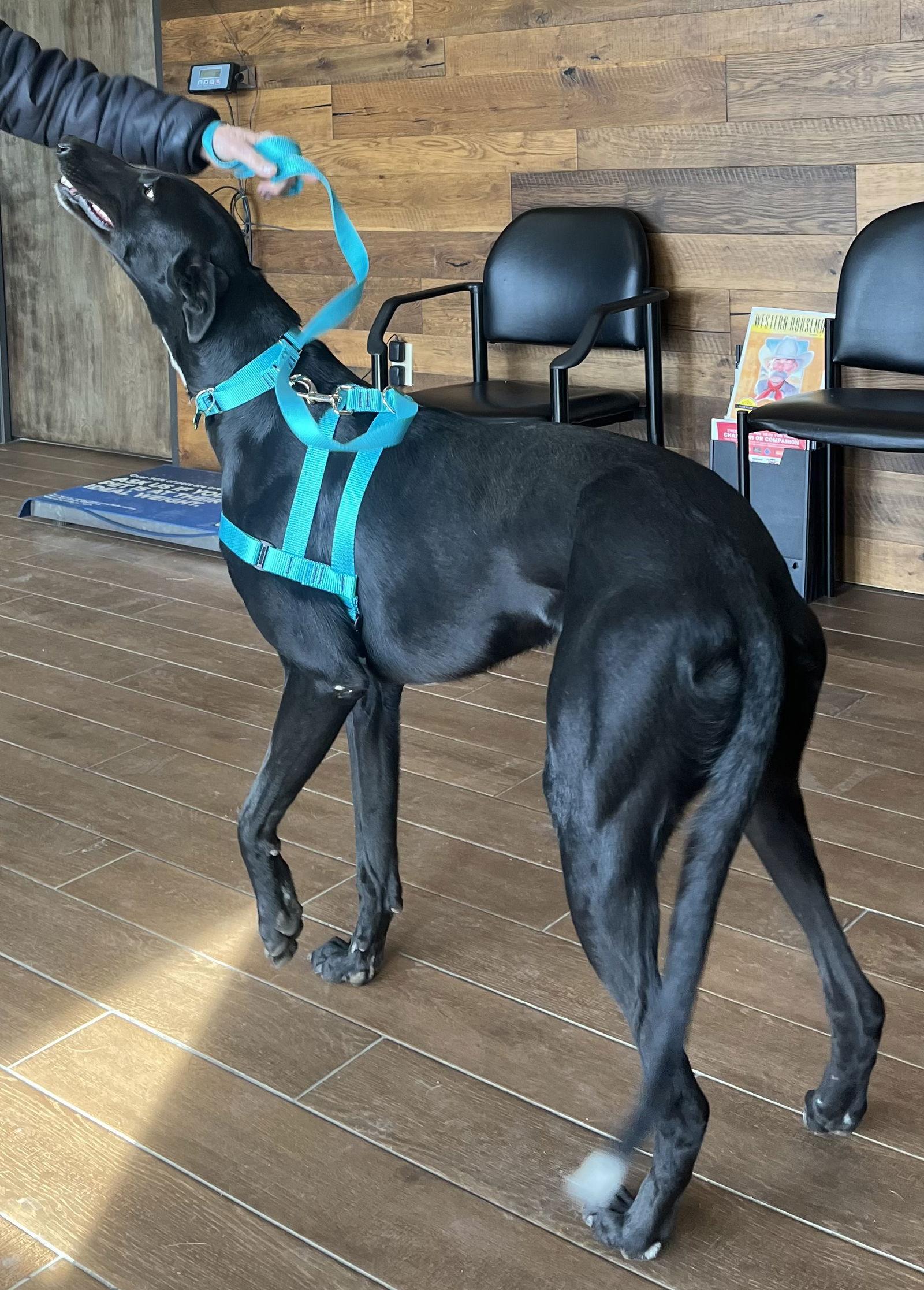 Pax, a Adoptable Greyhound in Kansas City, MO image 3/3