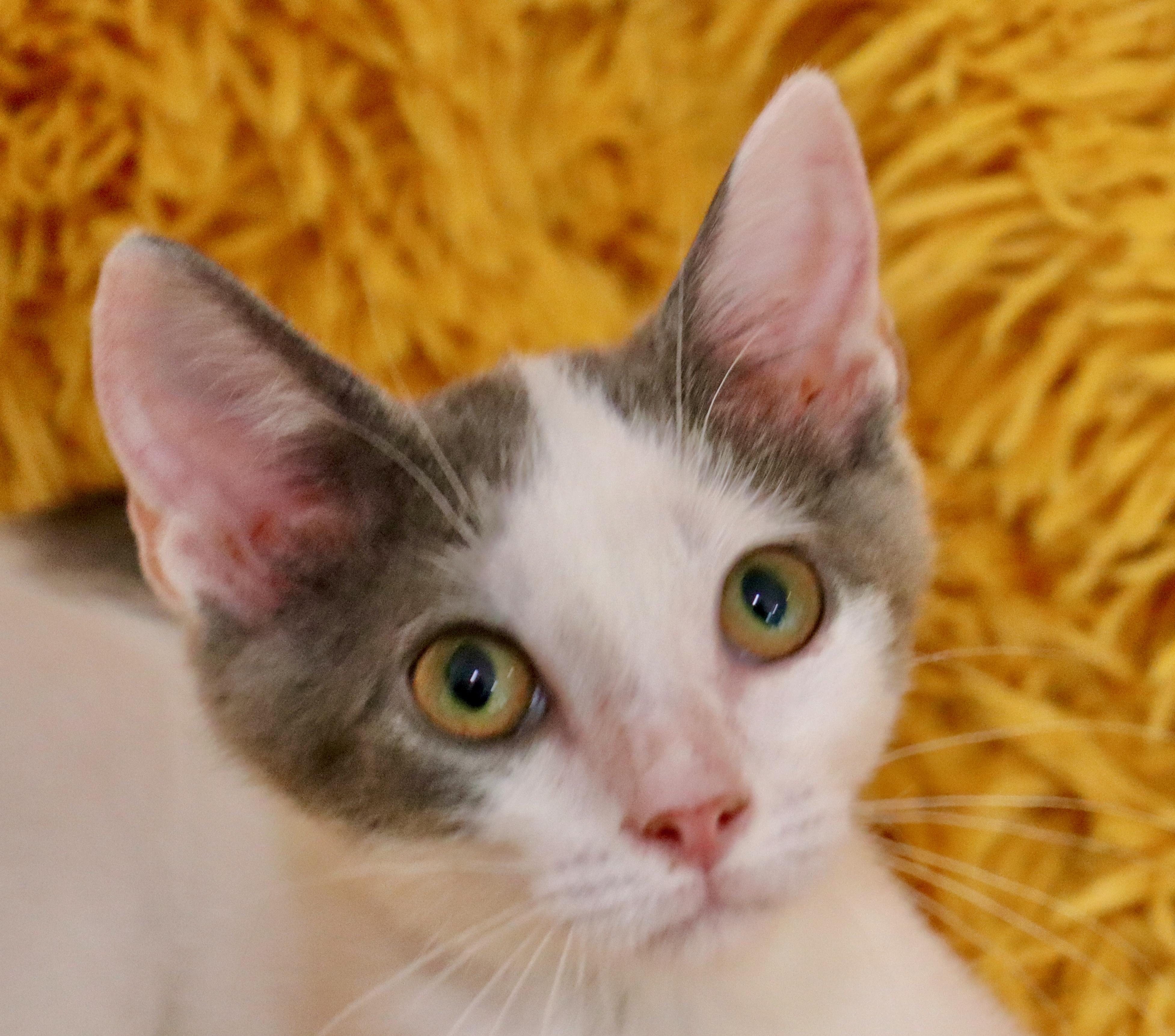 Enlarge Tip, an adopted mixed breed in Saint Augustine, FL image 2/5