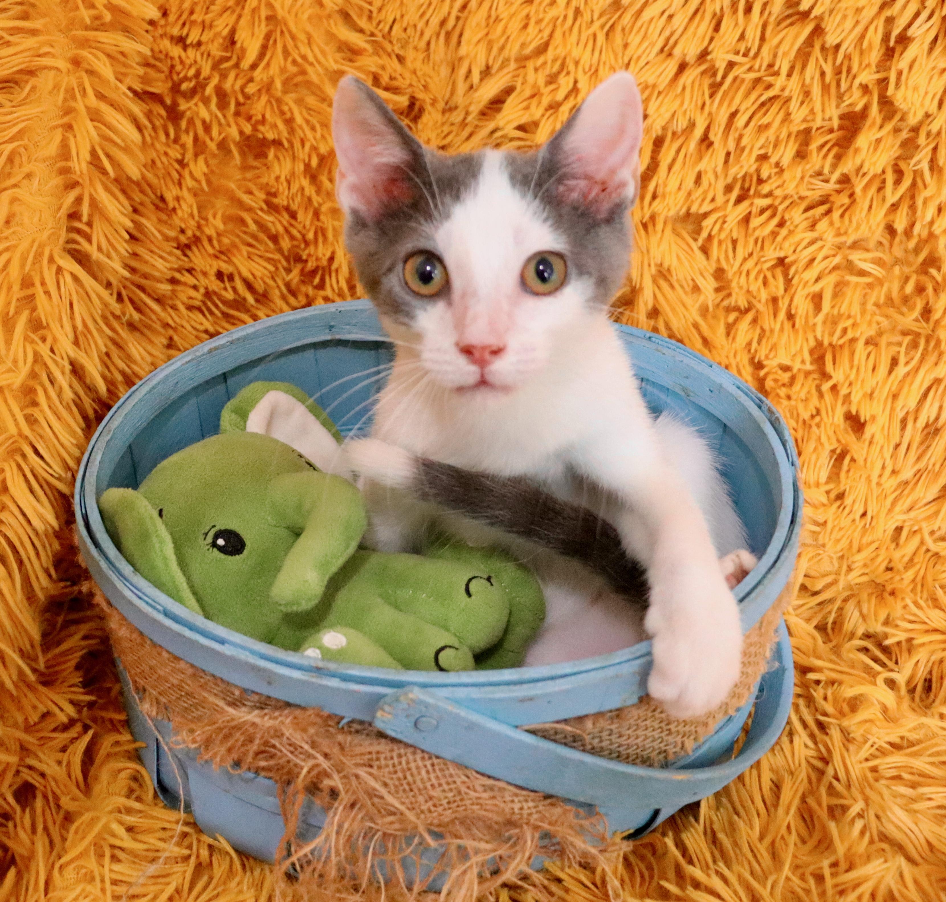 Tip, adopted, Kitten Male Turkish Van.