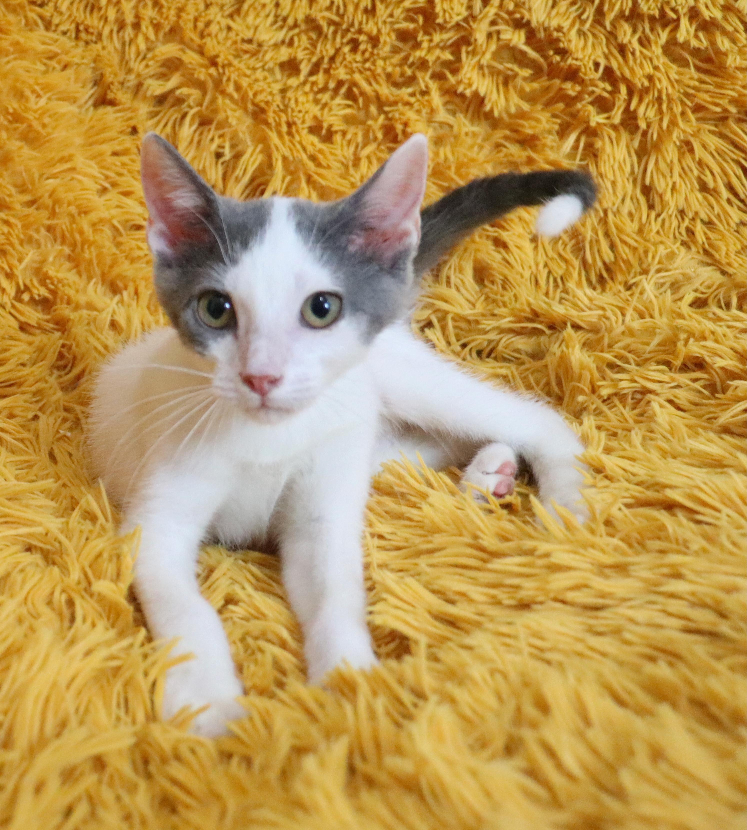 Enlarge Tip, an adopted mixed breed in Saint Augustine, FL image 4/5