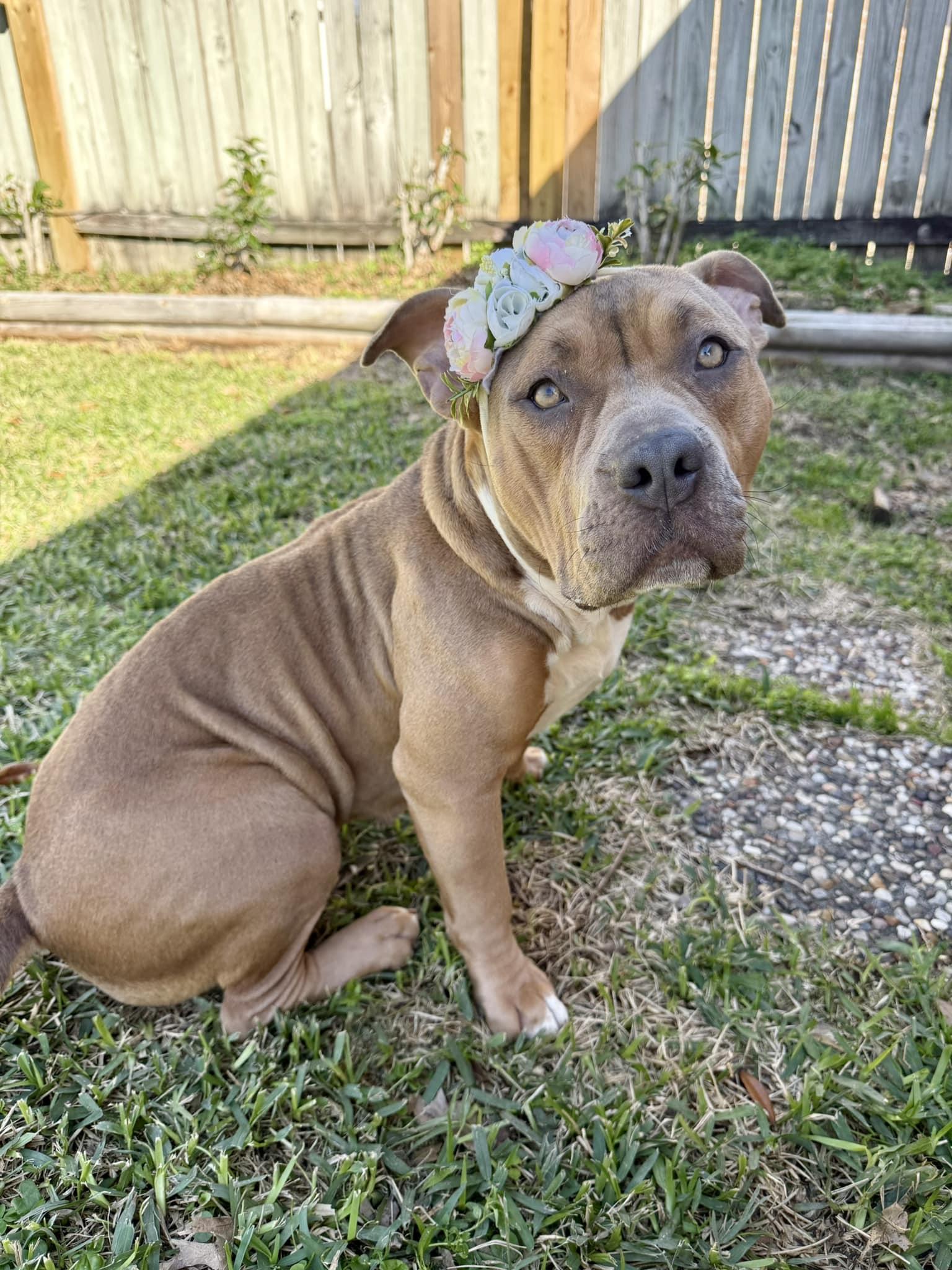Riley, Adult Female Pit Bull Terrier
