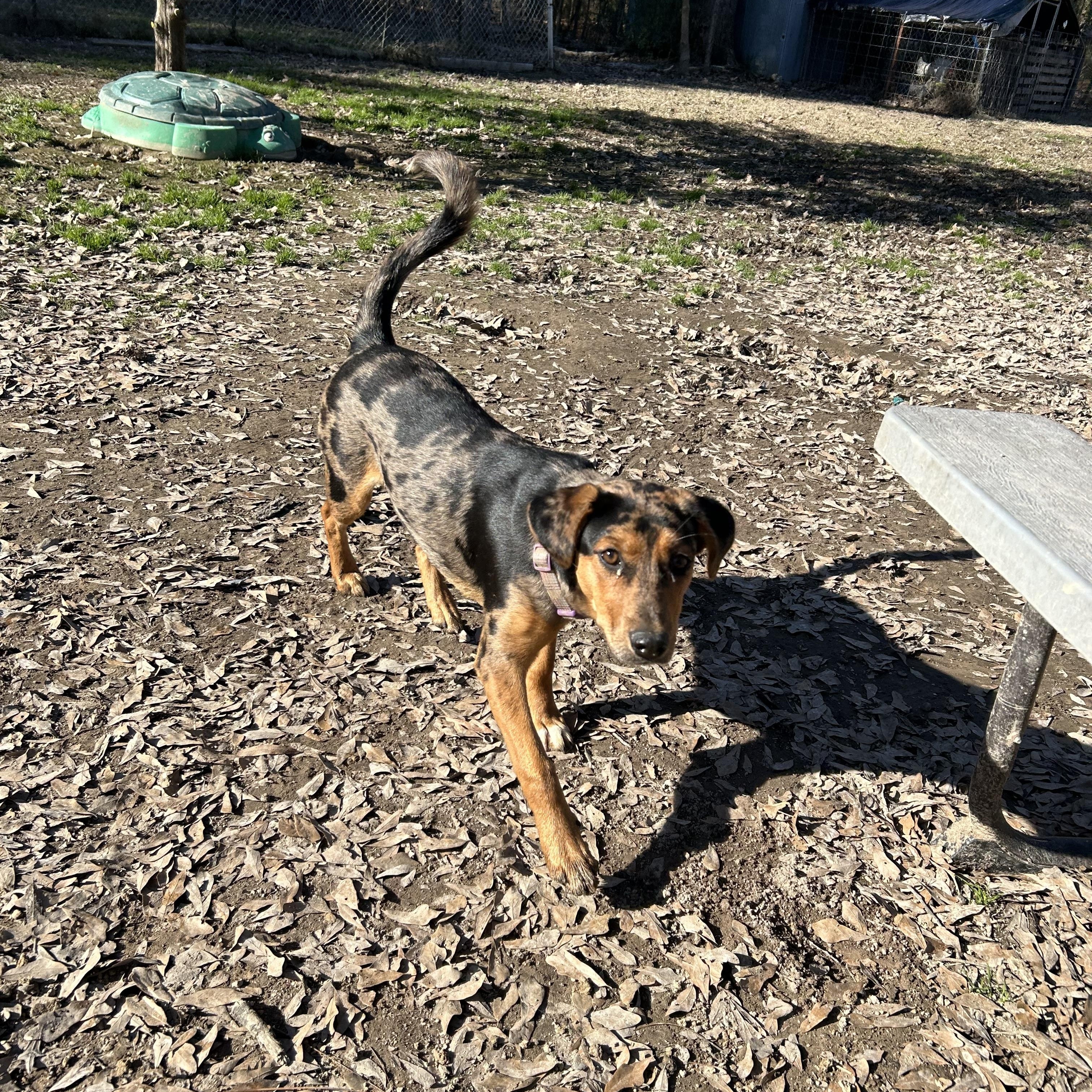 Enlarge Athene, a Adoptable mixed breed in Pine Bluff, AR image 1/6