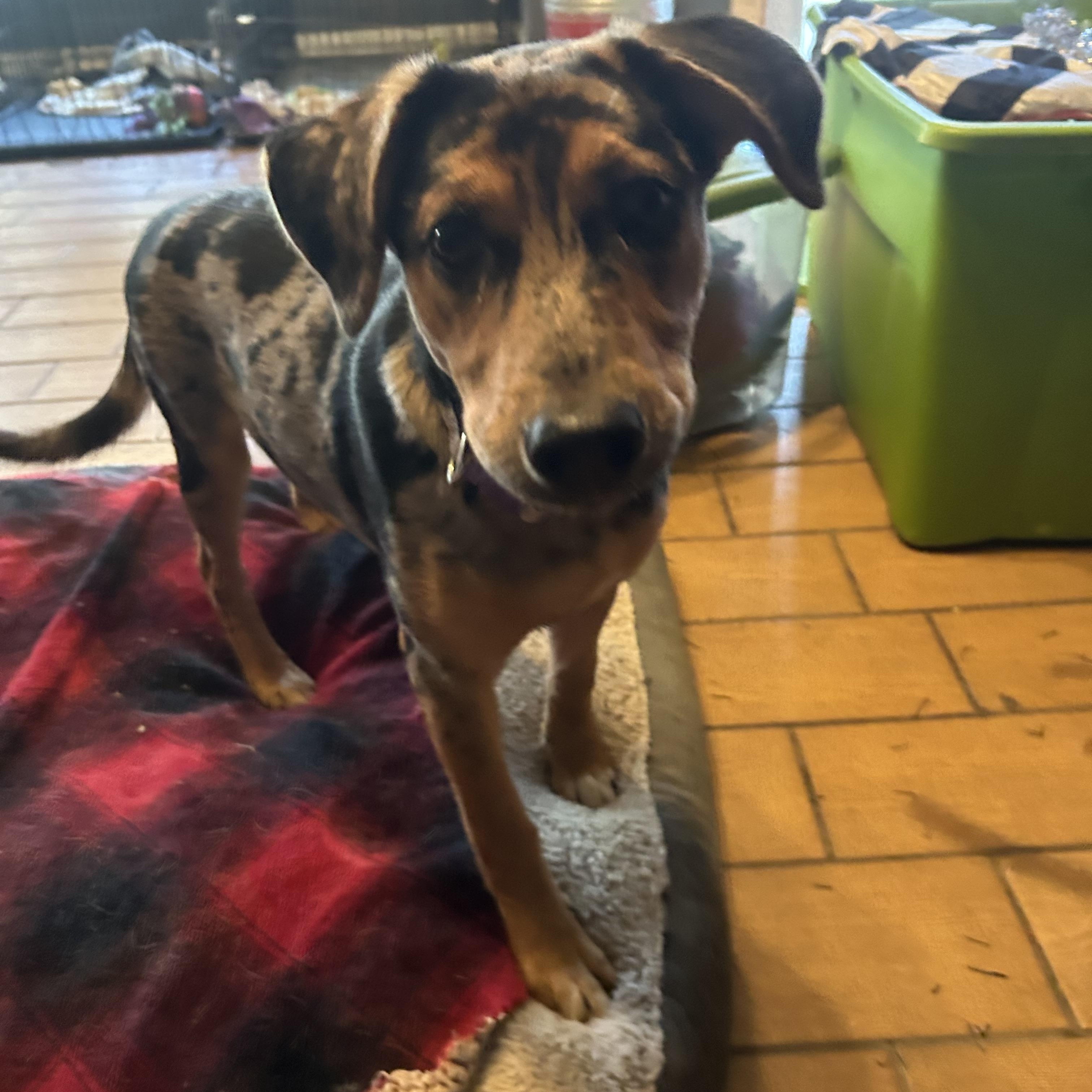 Enlarge Athene, a Adoptable mixed breed in Pine Bluff, AR image 2/6