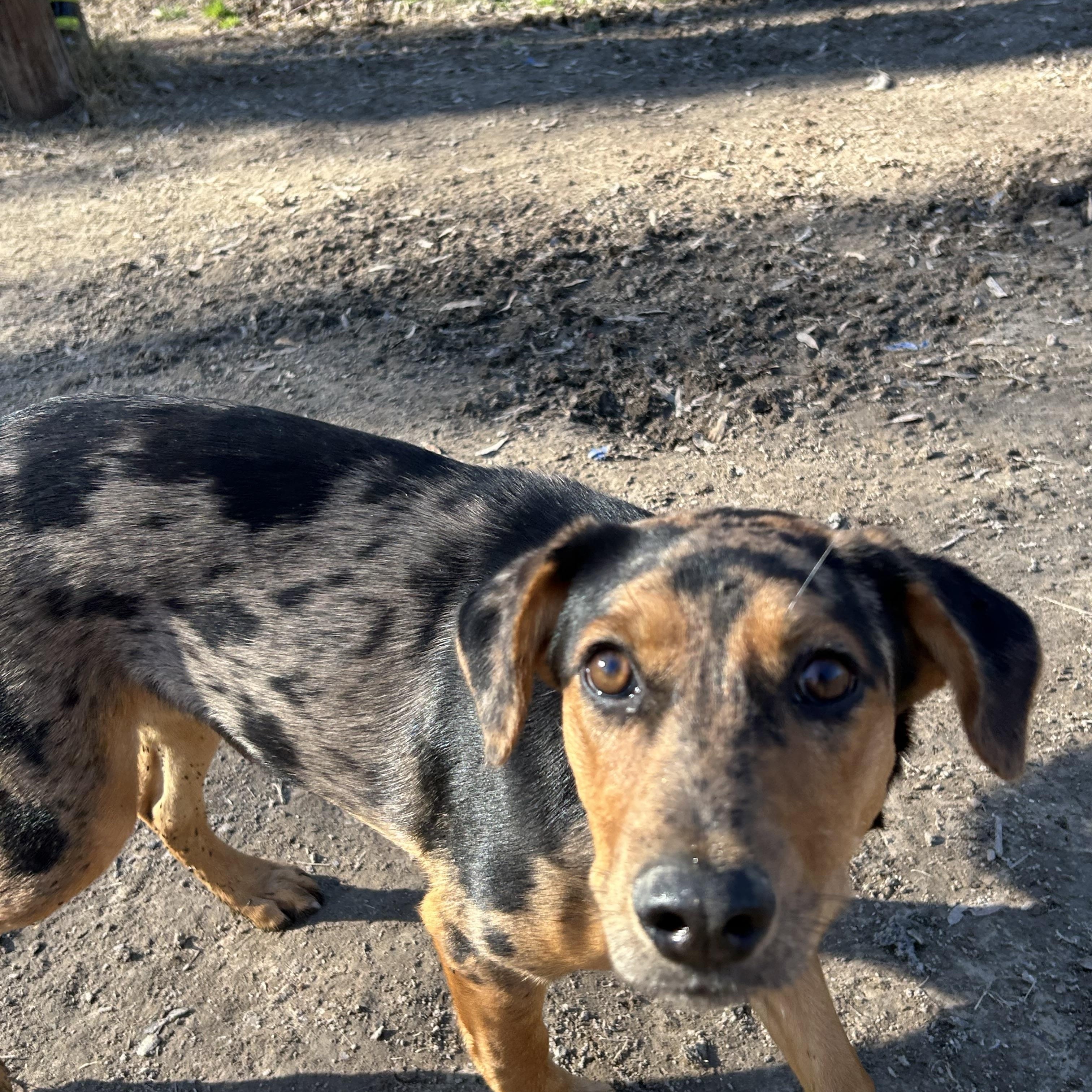 Enlarge Athene, a Adoptable mixed breed in Pine Bluff, AR image 3/6