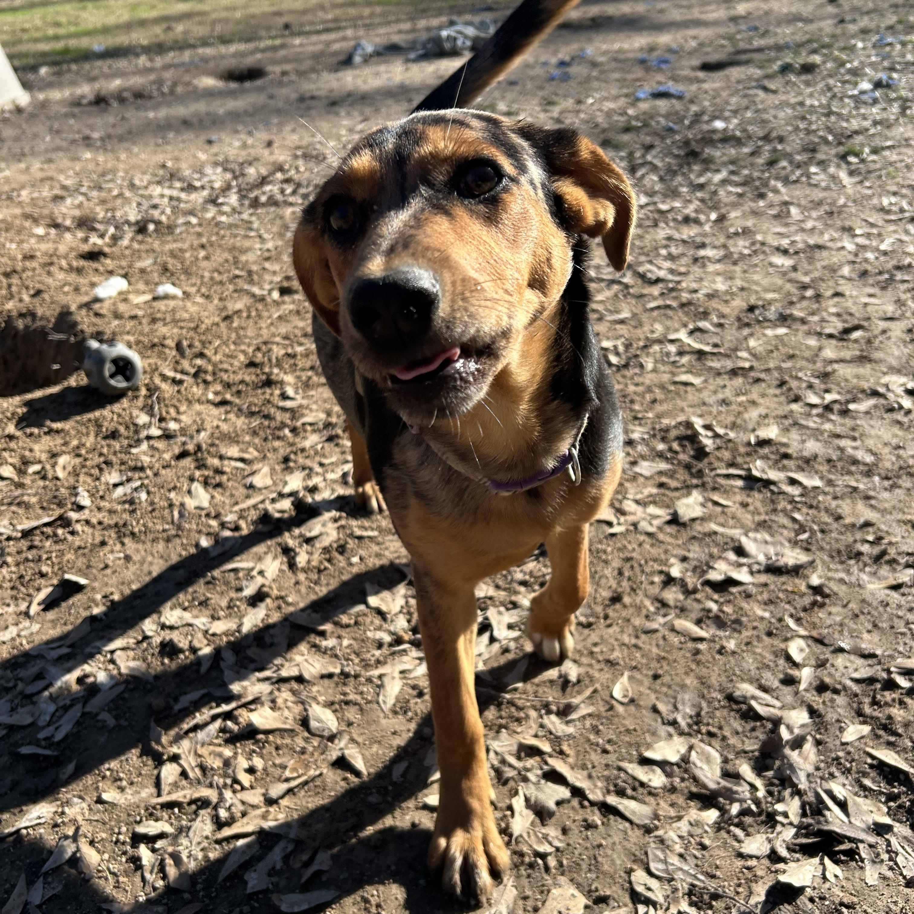 Enlarge Athene, a Adoptable mixed breed in Pine Bluff, AR image 4/6