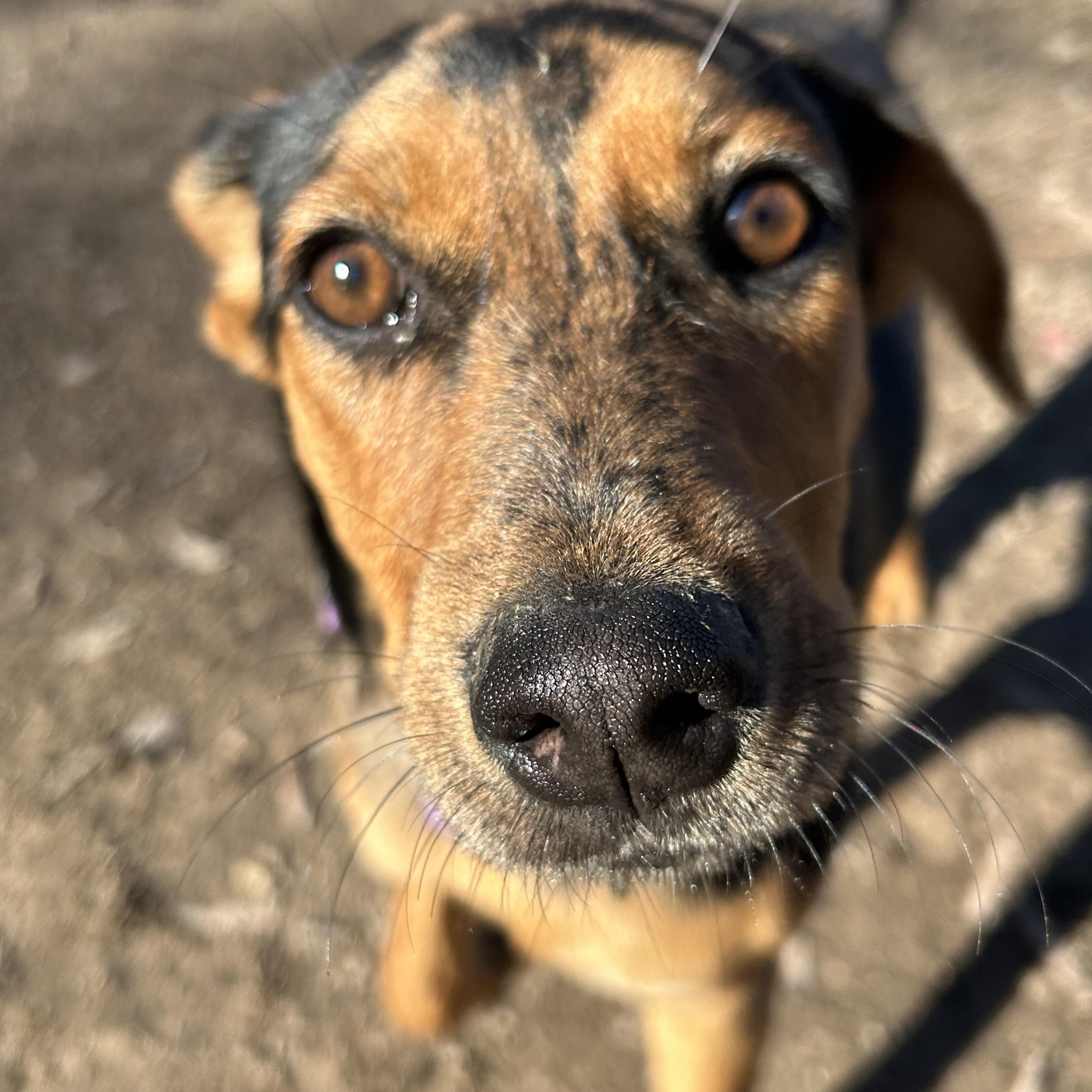 Enlarge Athene, a Adoptable mixed breed in Pine Bluff, AR image 5/6