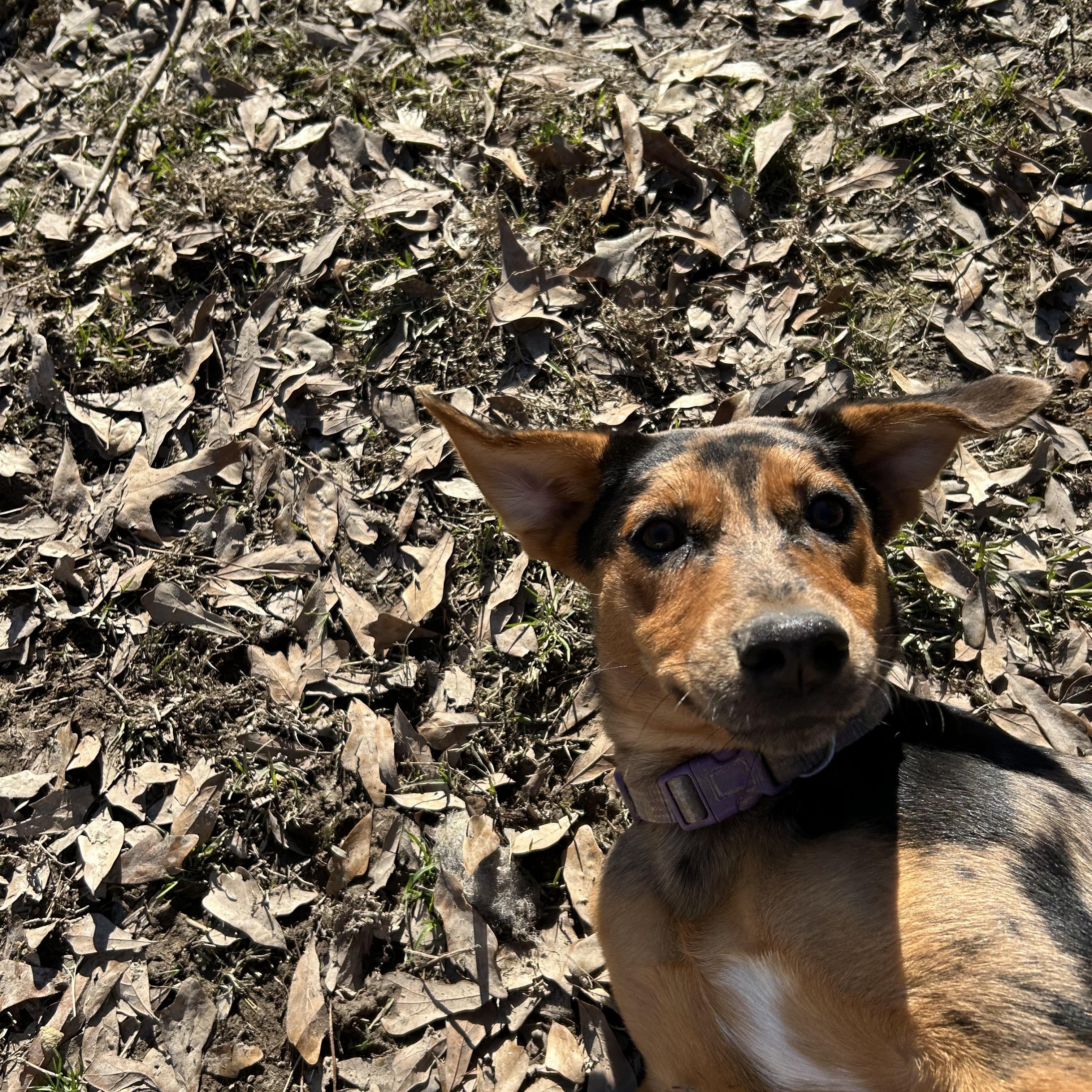 Enlarge Athene, a Adoptable mixed breed in Pine Bluff, AR image 6/6