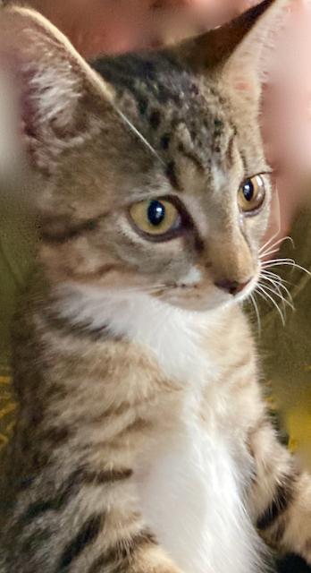 Kittens - 10 week old females, an adoptable Tabby in Durham, CT image 2/2