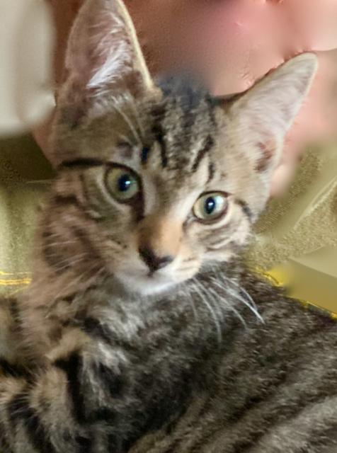 Kittens - 10 week old females, adoptable, Kitten Female Tabby.