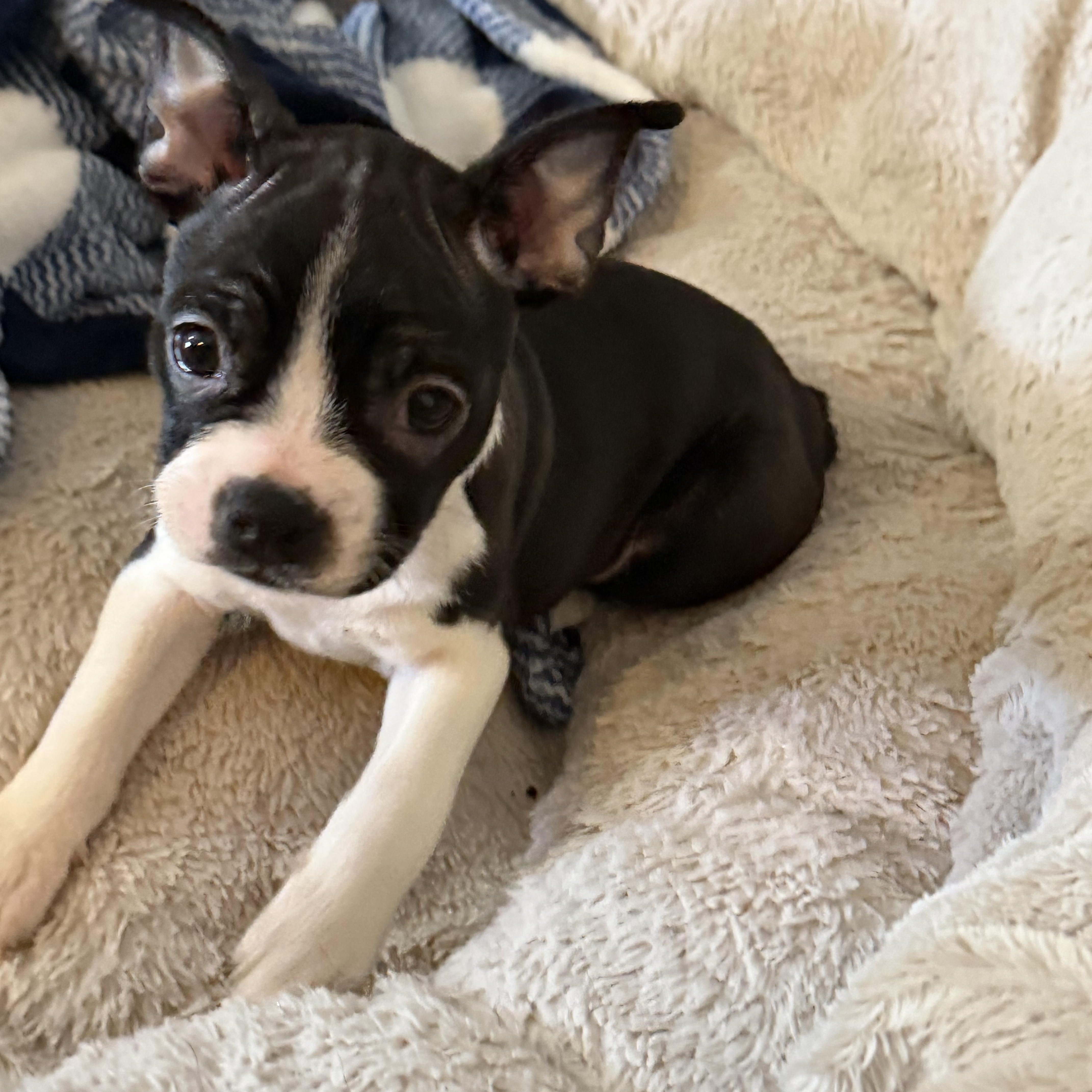 Noodle, ADOPTABLE, Puppy Female French Bulldog & Boston Terrier.