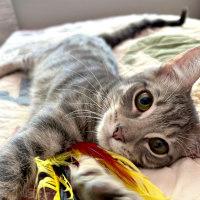 Enlarge KOA, a Adoptable Tabby in Henderson, NV image 2/2