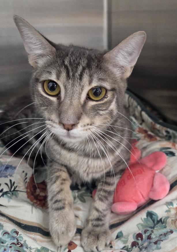 Enlarge KOA, a Adoptable Tabby in Henderson, NV image 1/2
