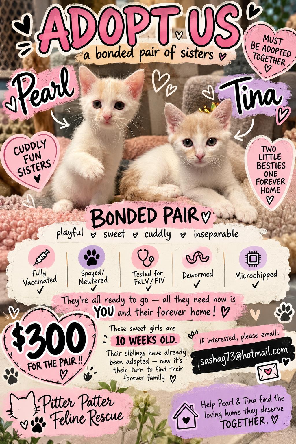 Enlarge Pearl & Tina, a Adoptable Domestic Short Hair in Stamford, CT image 1/1