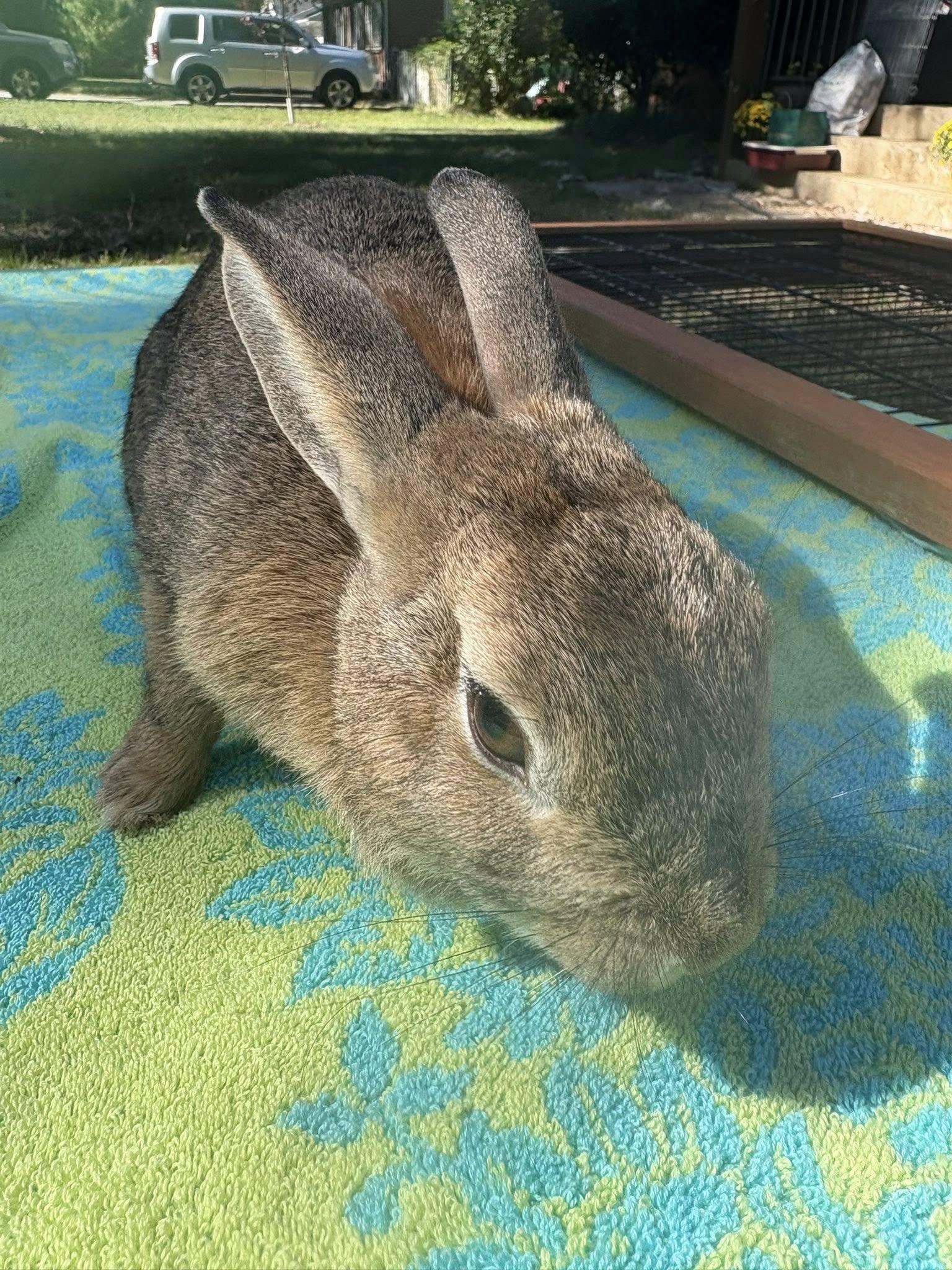 Sybil, adopted, Adult Female Bunny Rabbit.