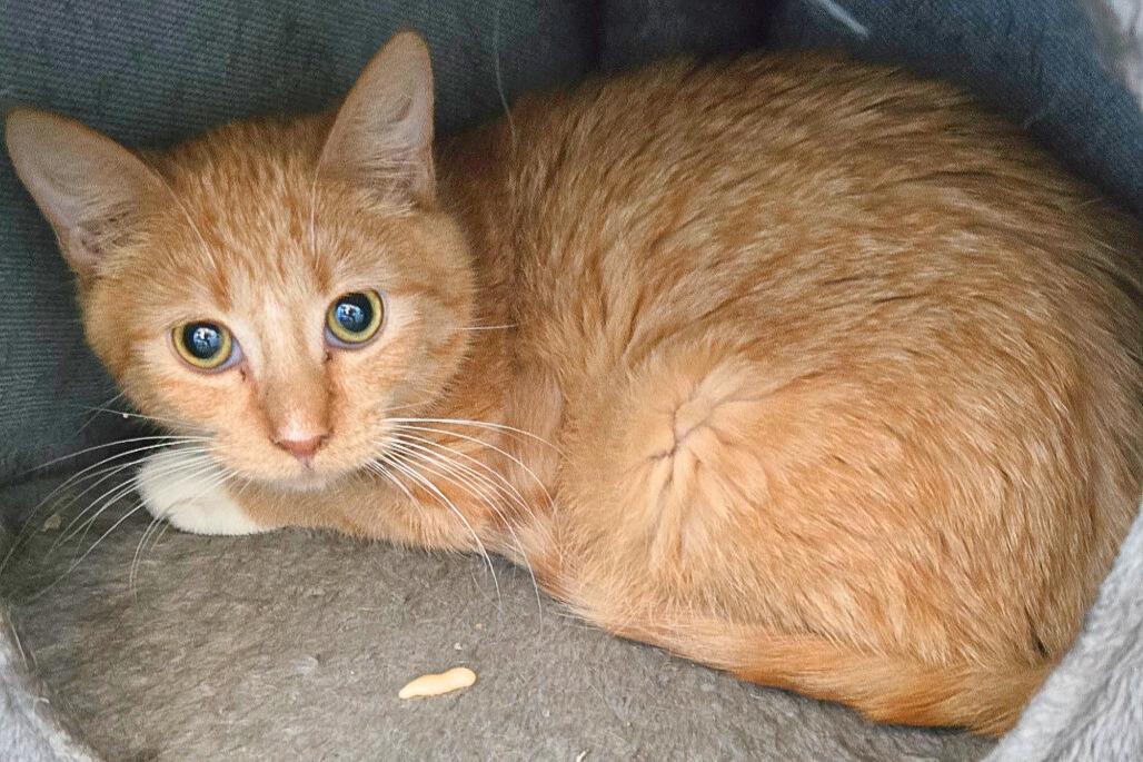 Berlioz, Adoptable, Young Male Domestic Short Hair.