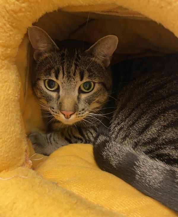 Enlarge Felix, a Adoptable mixed breed in Monterey, CA image 2/2