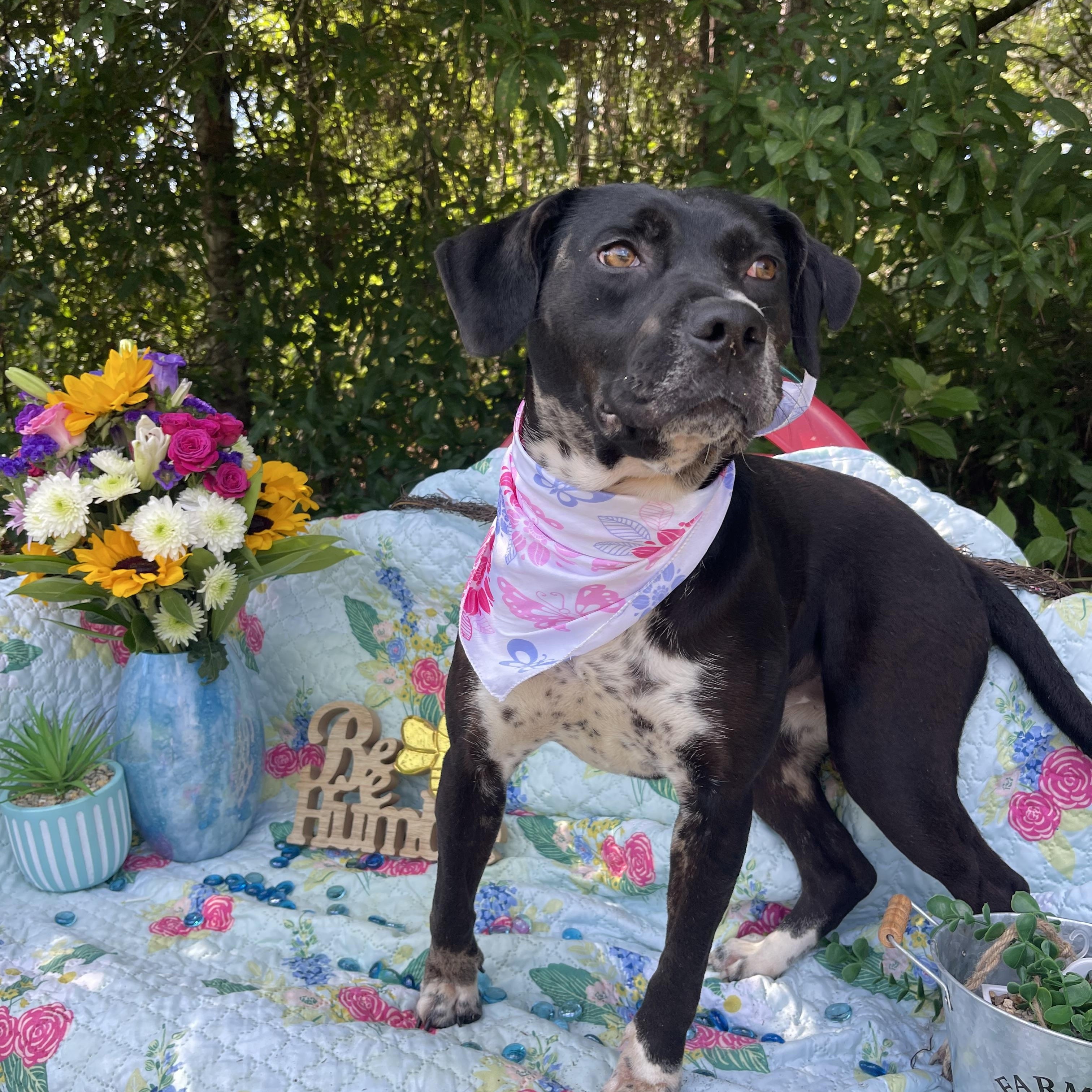 Hana, a Adoptable mixed breed in Sebring, FL image 3/5