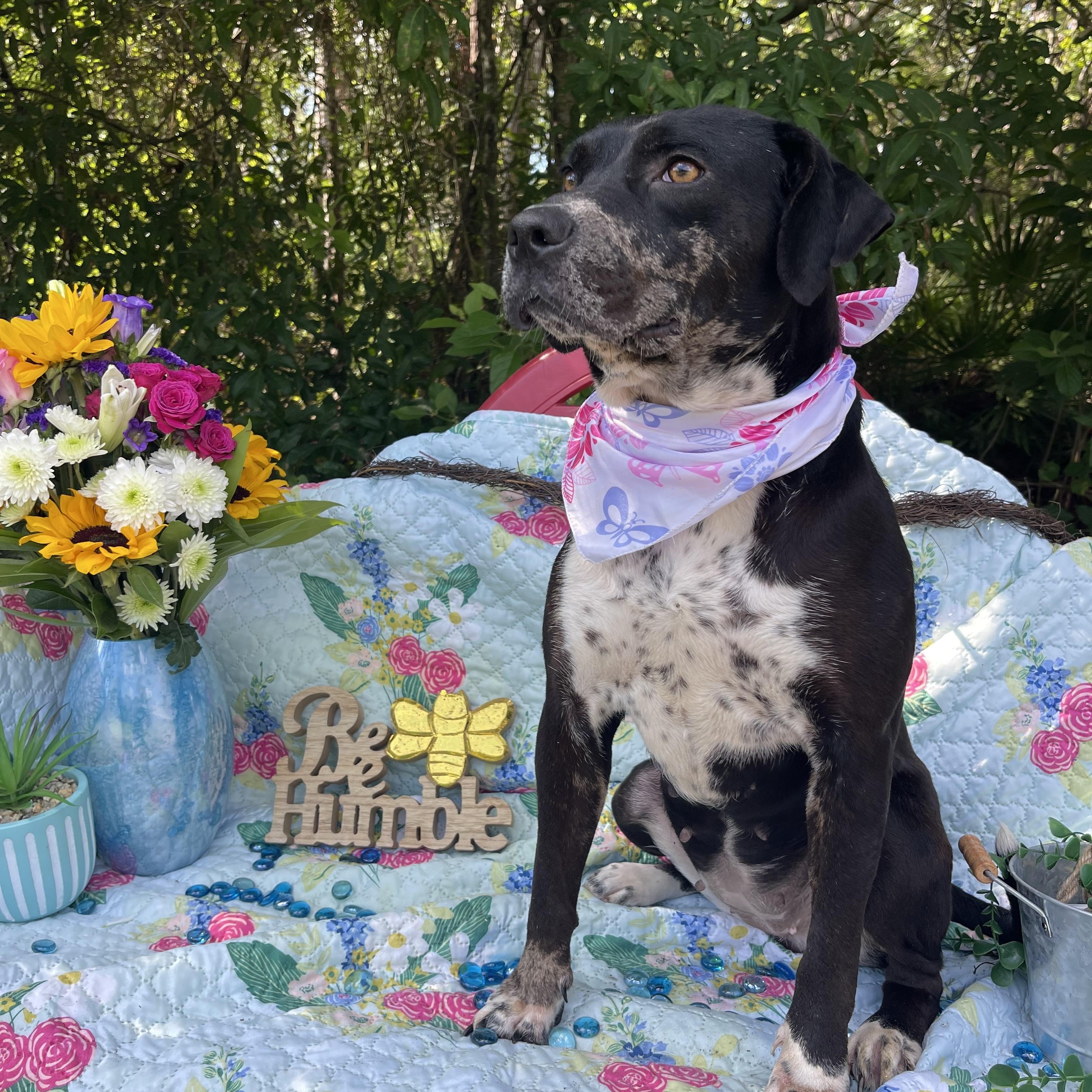 Hana, a Adoptable mixed breed in Sebring, FL image 4/5