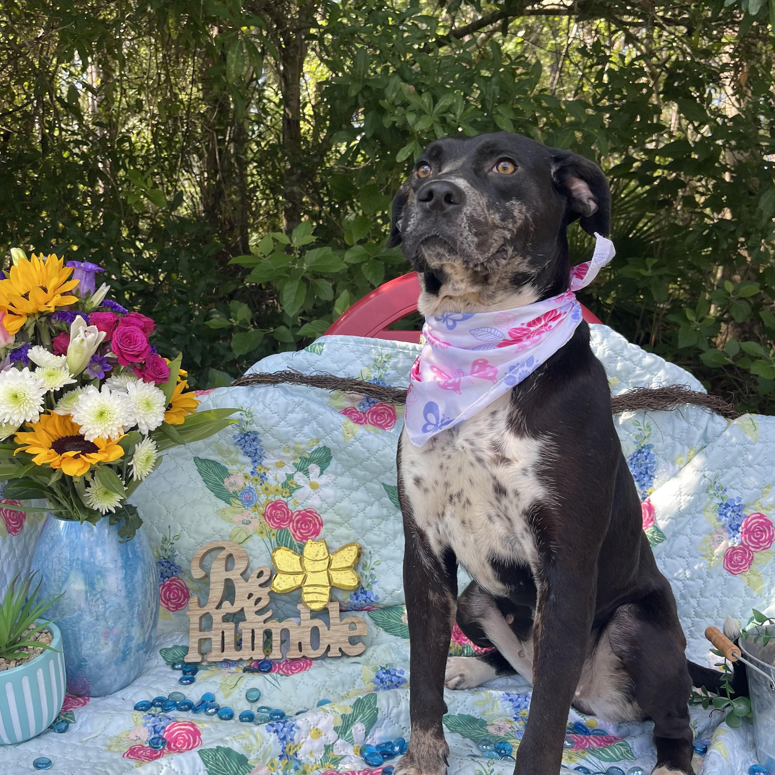 Hana, a Adoptable mixed breed in Sebring, FL image 5/5