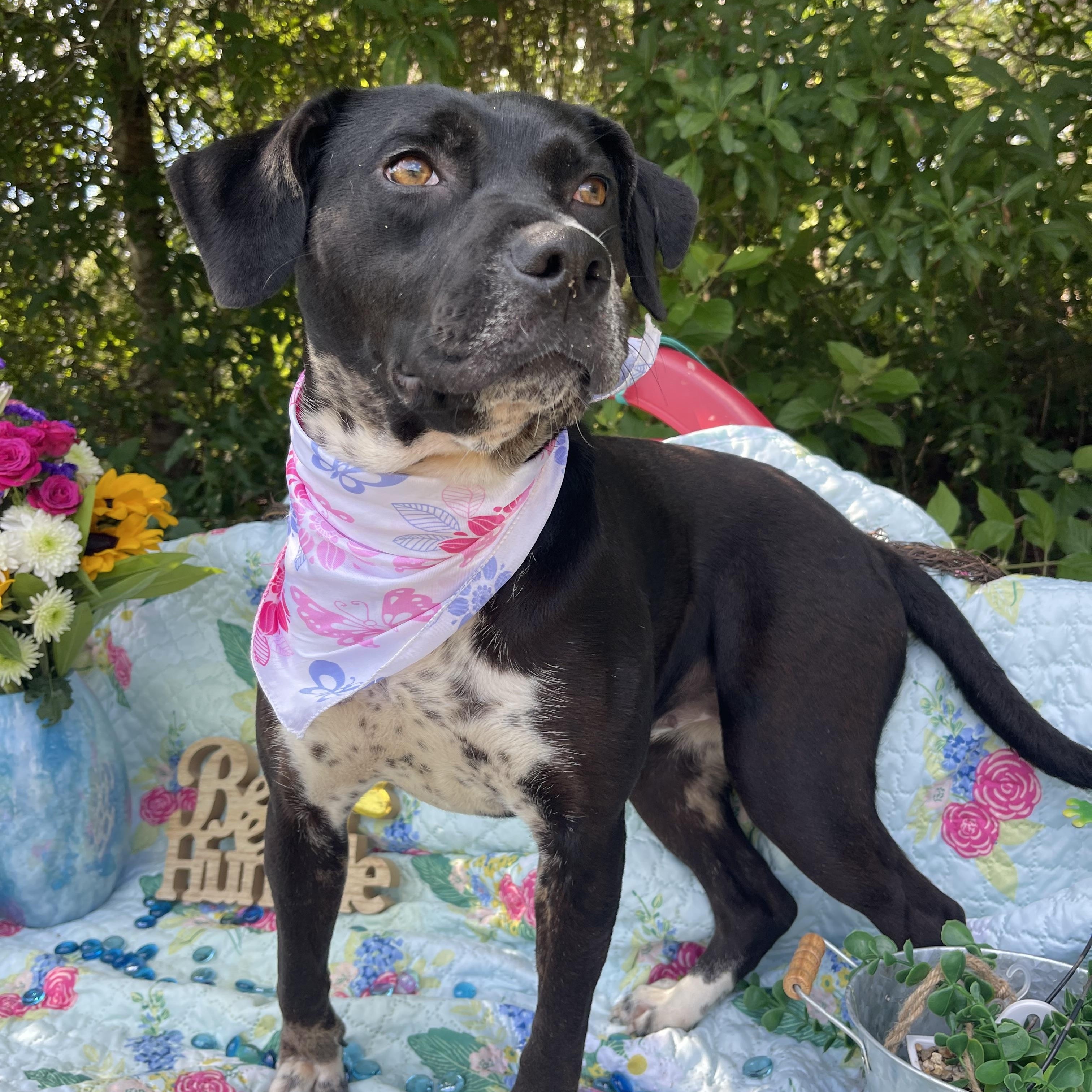 Hana, a Adoptable mixed breed in Sebring, FL image 2/5