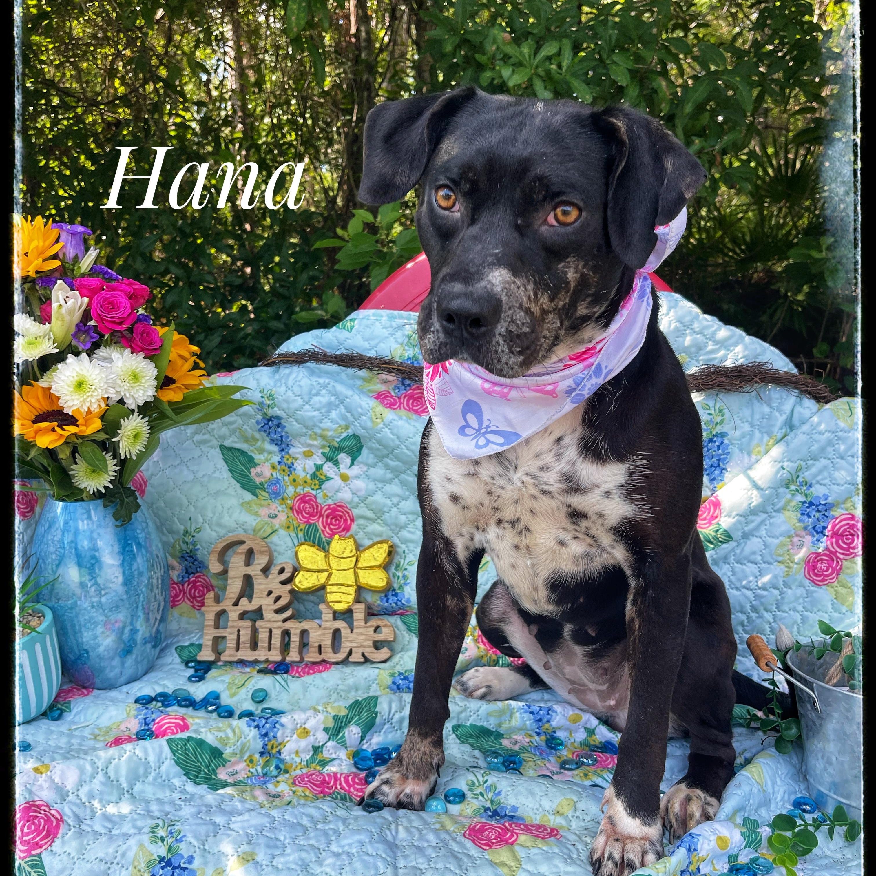 Hana, a Adoptable mixed breed in Sebring, FL image 1/5