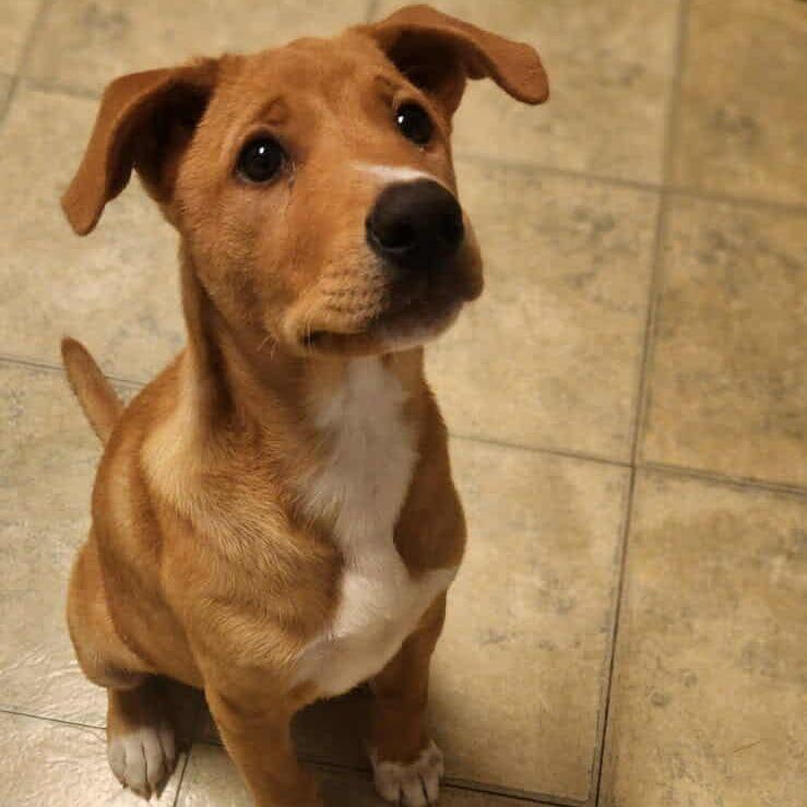 Yogi