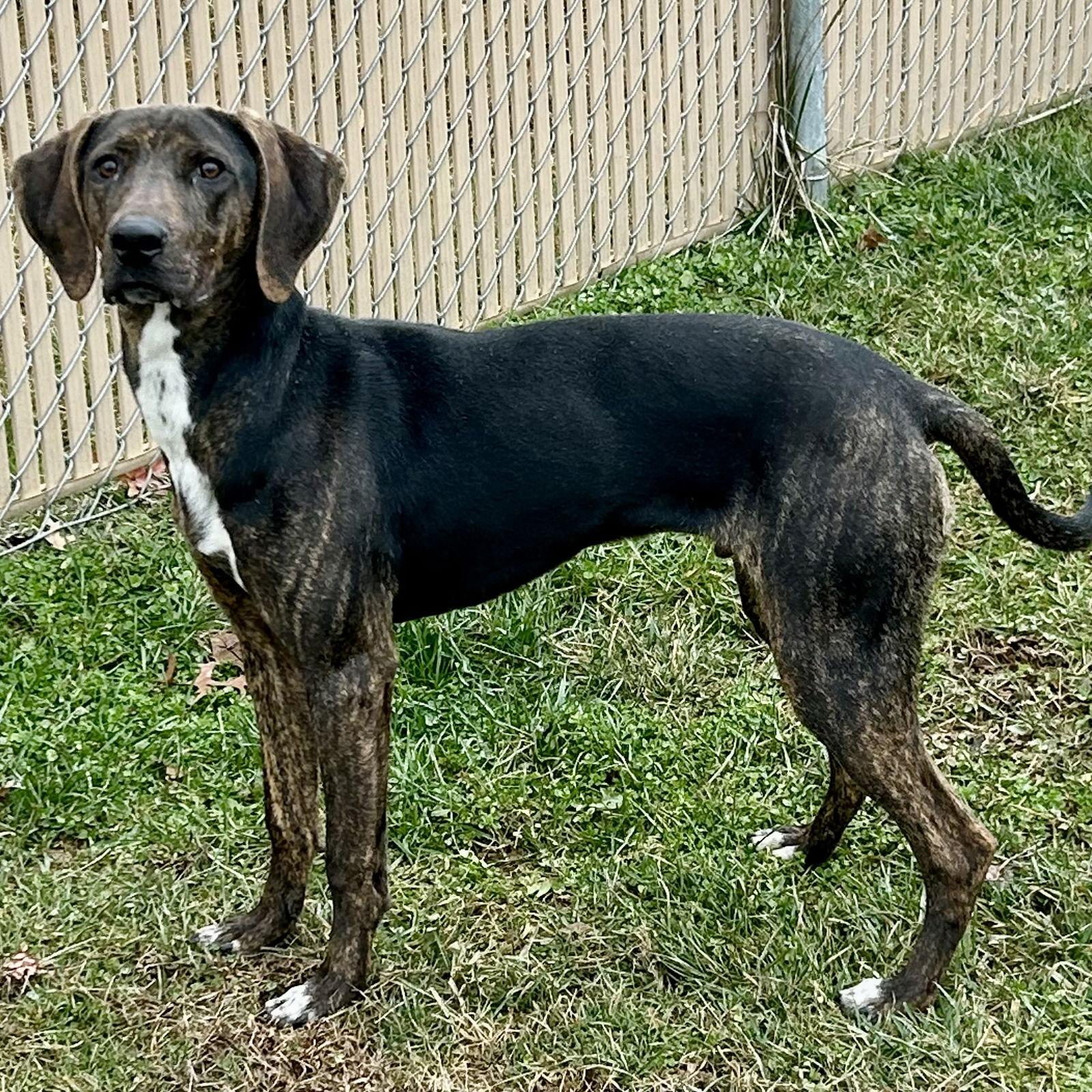 Phillip 2026, Adoptable, Young Male Plott Hound & Beagle.