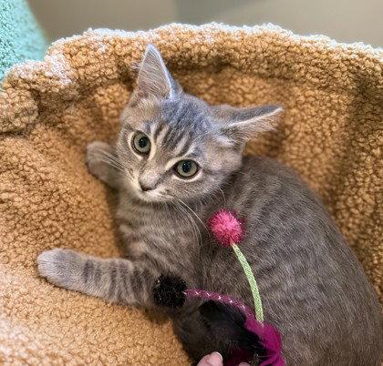 Penny Rice, Adoptable, Young Female Domestic Short Hair.