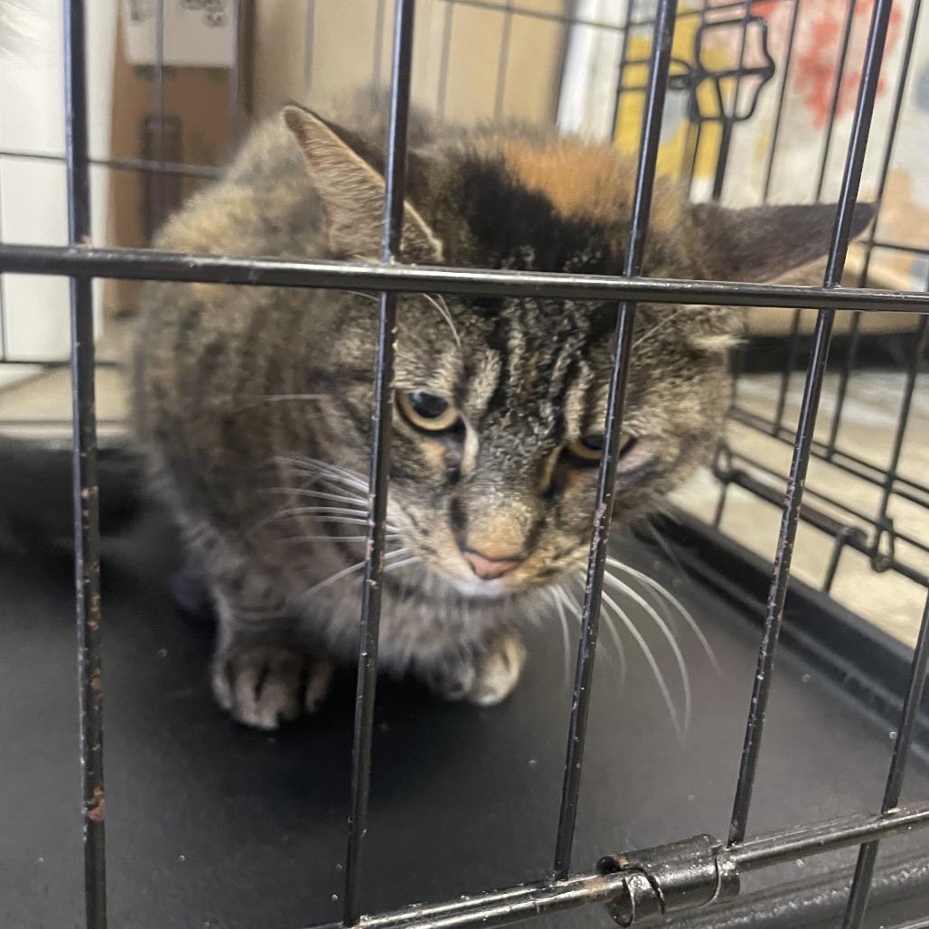 Sassy, Adoptable, Adult Female Domestic Short Hair.