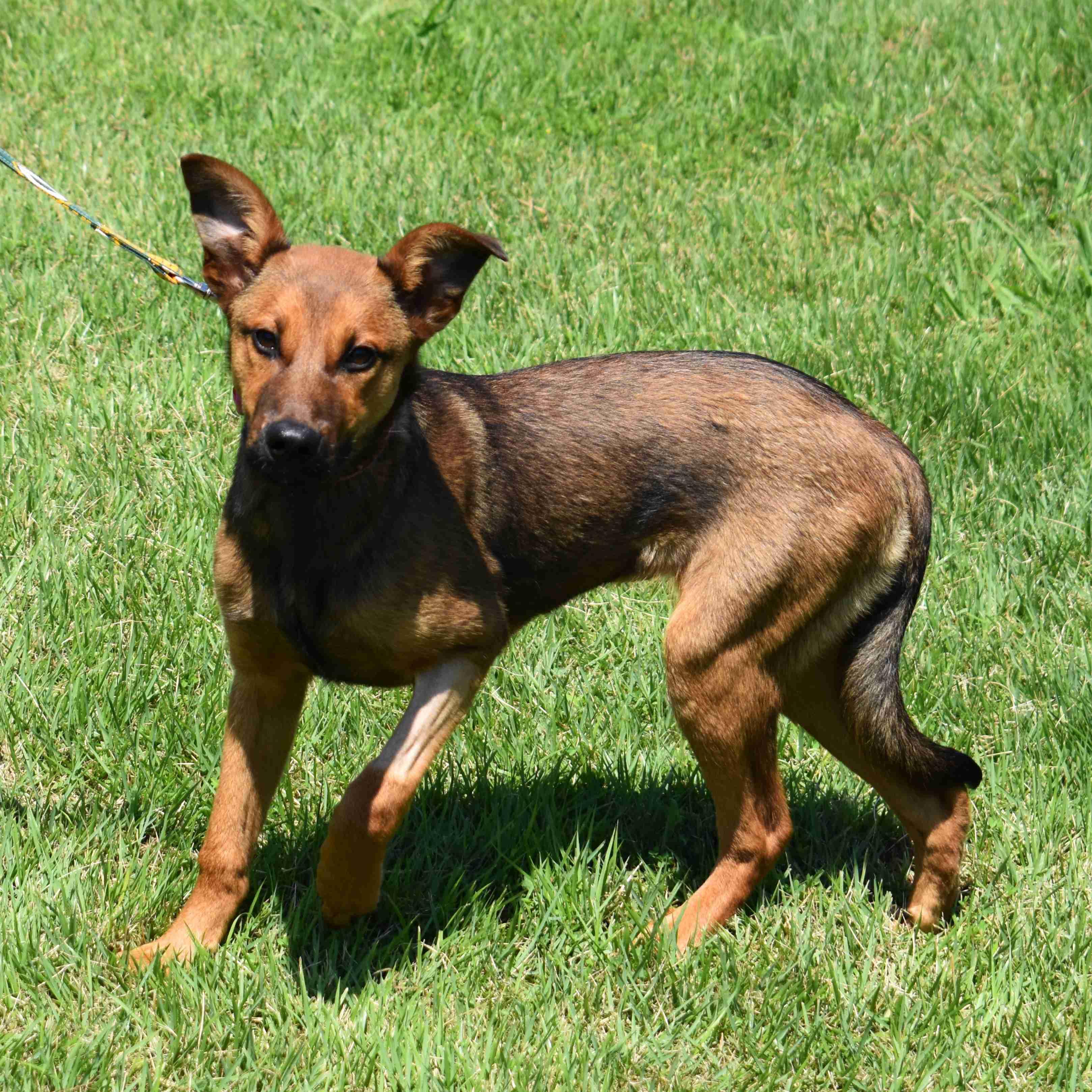 Maya