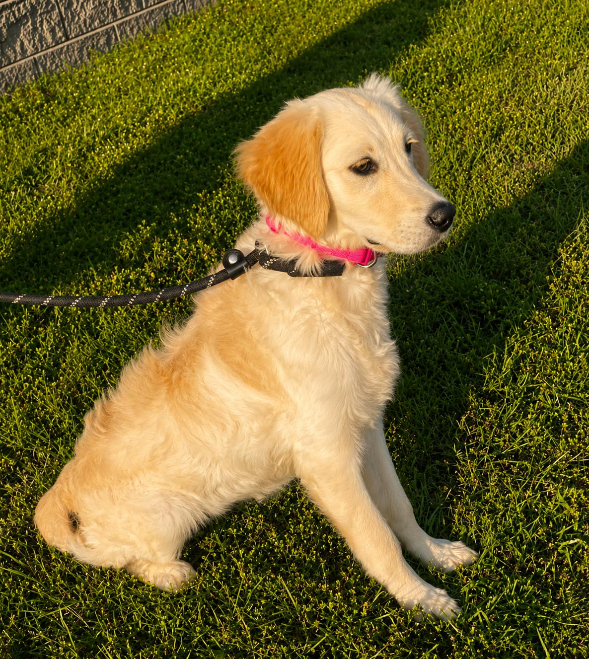 Skylar, ADOPTABLE, Young Female Labrador Retriever.