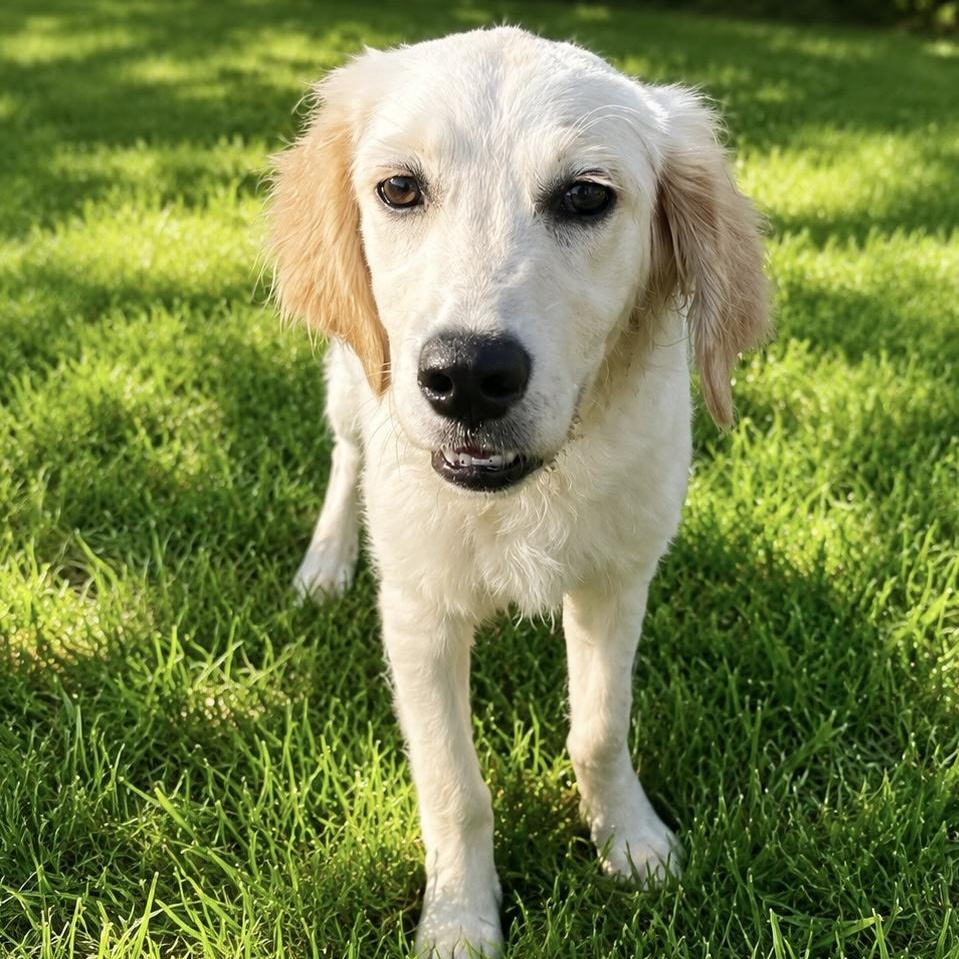 Enlarge Skylar, a ADOPTABLE mixed breed in Jay, NY image 6/6