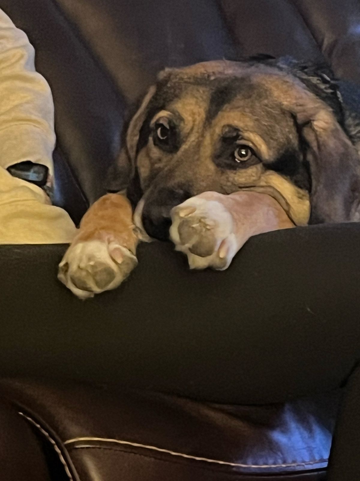 Boomer, a Adoptable German Shepherd Dog in Parry Sound, ON image 6/6
