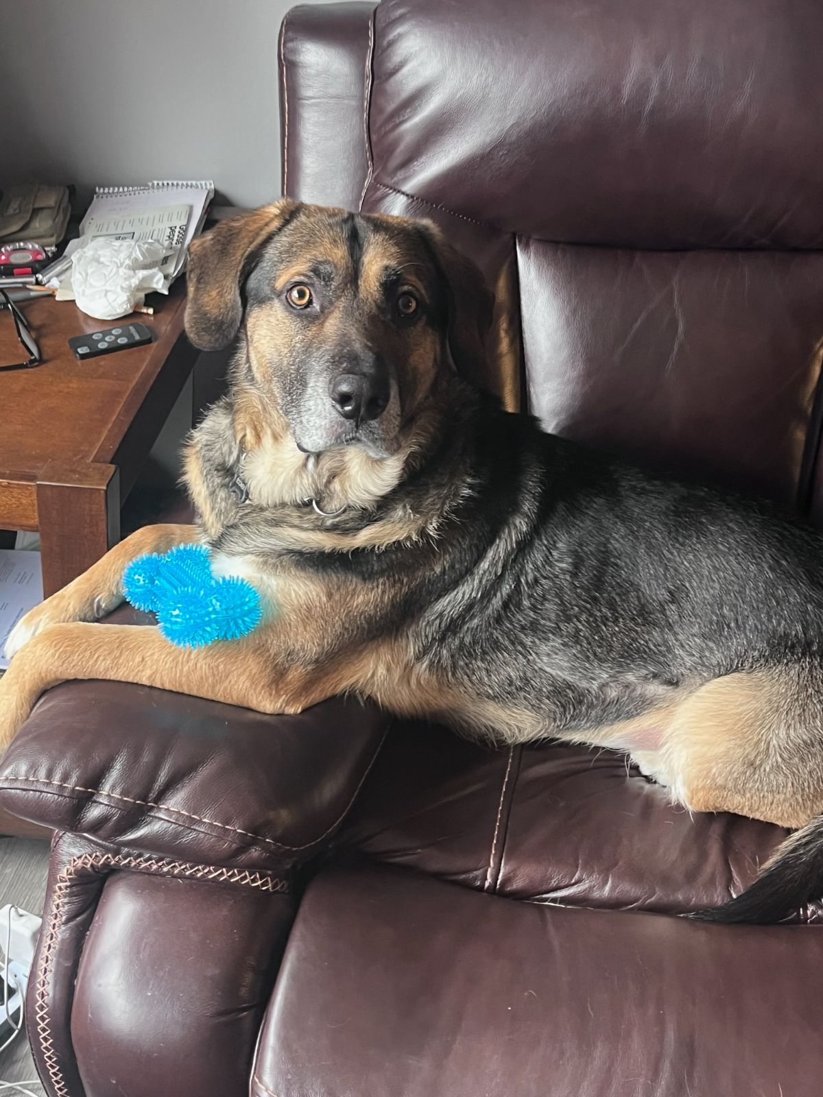 Boomer, Adult Male German Shepherd Dog