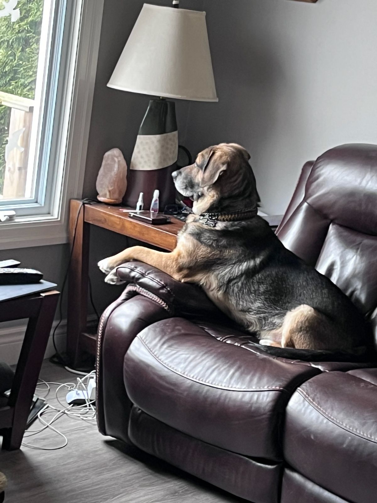 Boomer, a Adoptable German Shepherd Dog in Parry Sound, ON image 5/6