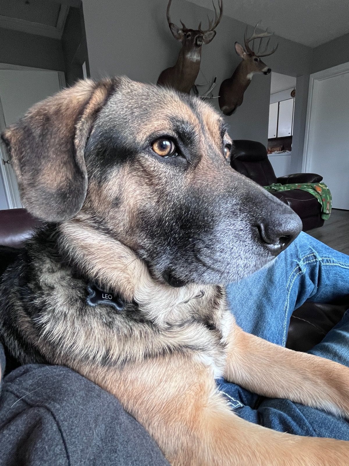 Boomer, a Adoptable German Shepherd Dog in Parry Sound, ON image 4/6