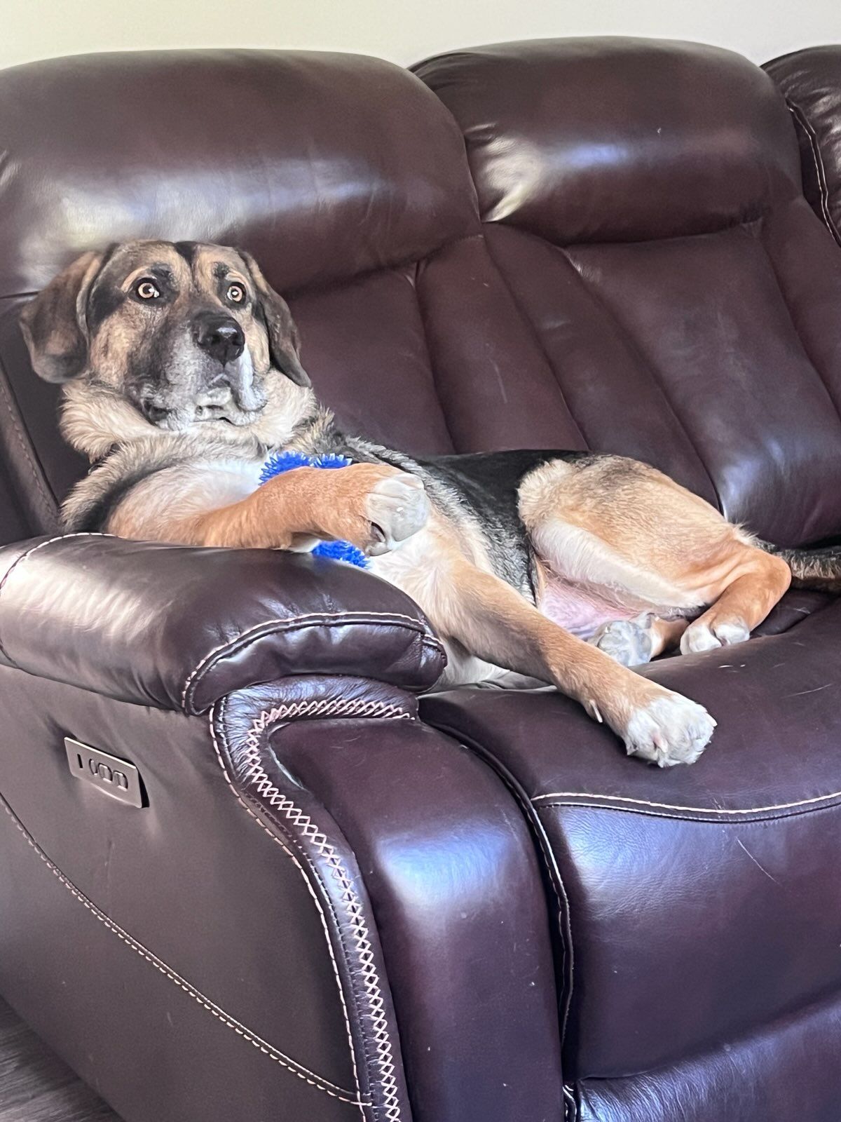 Boomer, a Adoptable German Shepherd Dog in Parry Sound, ON image 2/6