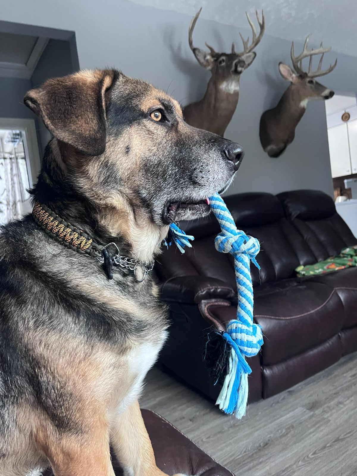 Boomer, a Adoptable German Shepherd Dog in Parry Sound, ON image 3/6