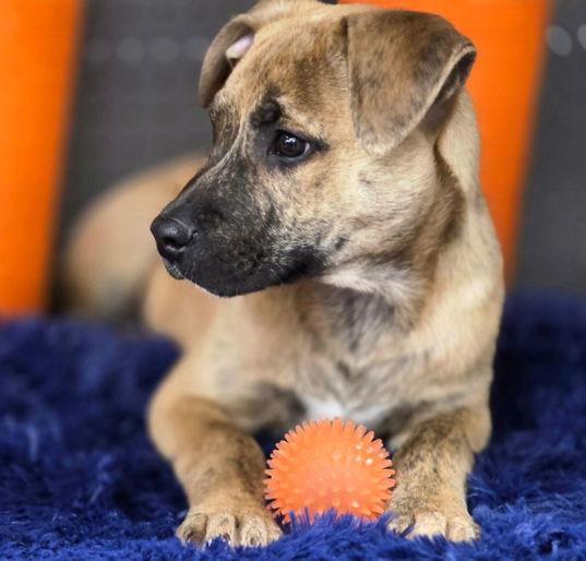 Tigger, Adoptable, Puppy Male American Staffordshire Terrier & Terrier.