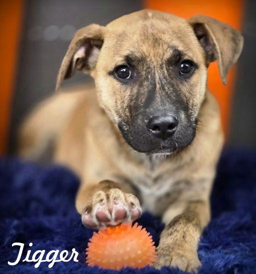 Enlarge Tigger, a Adoptable mixed breed in Anaheim Hills, CA image 2/3