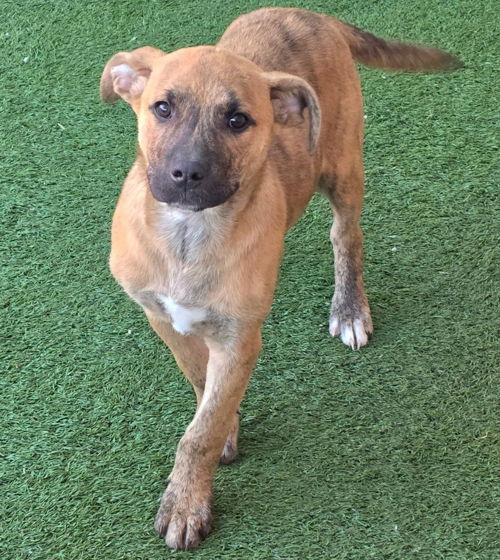 Enlarge Tigger, a Adoptable mixed breed in Anaheim Hills, CA image 3/3