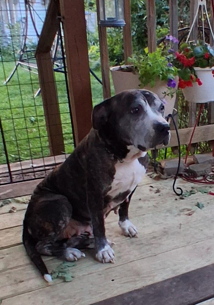 Enlarge Babette, a Adoptable Pit Bull Terrier in Elmhurst, IL image 2/5